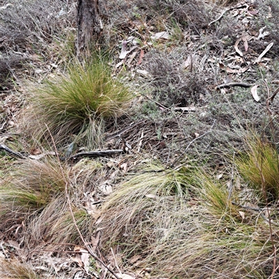 Nassella trichotoma (Serrated Tussock) at Watson, ACT - 27 Sep 2024 by abread111