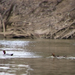 Chenonetta jubata (Australian Wood Duck) at Carrathool, NSW - 24 Sep 2024 by MB