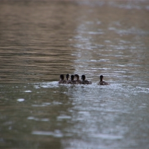 Chenonetta jubata at Carrathool, NSW - 24 Sep 2024 08:31 AM