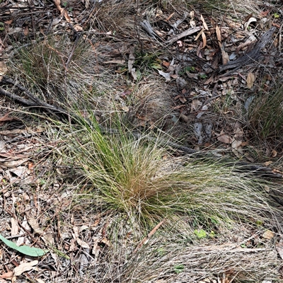 Nassella trichotoma (Serrated Tussock) at Watson, ACT - 27 Sep 2024 by abread111