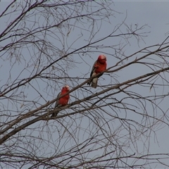 Eolophus roseicapilla (Galah) at Darlington Point, NSW - 23 Sep 2024 by MB