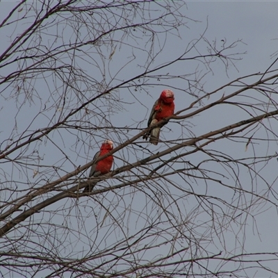 Eolophus roseicapilla (Galah) at Darlington Point, NSW - 23 Sep 2024 by MB