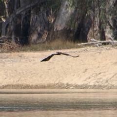 Aquila audax (Wedge-tailed Eagle) at Darlington Point, NSW - 23 Sep 2024 by MB