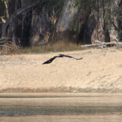 Aquila audax (Wedge-tailed Eagle) at Darlington Point, NSW - 23 Sep 2024 by MB