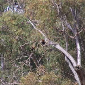 Aquila audax at Darlington Point, NSW - 24 Sep 2024 08:38 AM