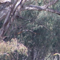 Aquila audax at Darlington Point, NSW - 24 Sep 2024 08:38 AM