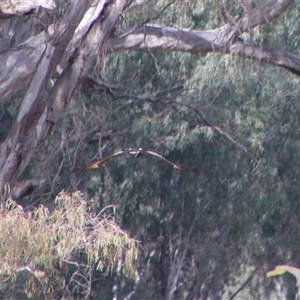 Aquila audax at Darlington Point, NSW - 24 Sep 2024 08:38 AM