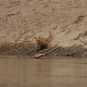 Vulpes vulpes at Darlington Point, NSW - 24 Sep 2024 08:40 AM