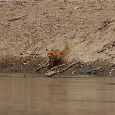 Vulpes vulpes (Red Fox) at Darlington Point, NSW - 24 Sep 2024 by MB