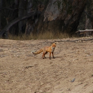 Vulpes vulpes at Darlington Point, NSW - 24 Sep 2024 08:40 AM