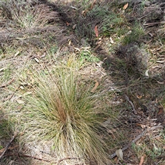 Nassella trichotoma (Serrated Tussock) at Watson, ACT - 27 Sep 2024 by abread111