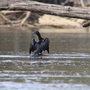 Phalacrocorax sulcirostris at Darlington Point, NSW - 24 Sep 2024