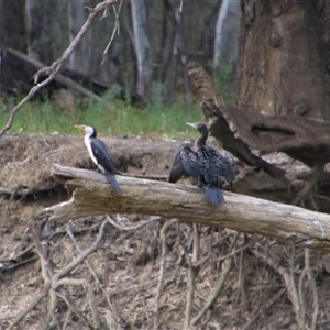 Microcarbo melanoleucos at Darlington Point, NSW - 24 Sep 2024 08:52 AM