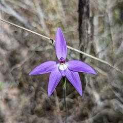 Glossodia major (Wax Lip Orchid) at Greenway, ACT - 27 Sep 2024 by JP95