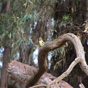 Platycercus elegans flaveolus at Darlington Point, NSW - 24 Sep 2024