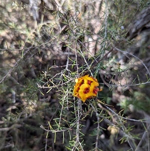 Dillwynia sieberi at Greenway, ACT - 27 Sep 2024 01:29 PM