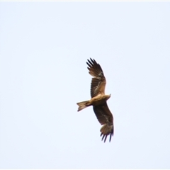 Milvus migrans (Black Kite) at Carrathool, NSW - 23 Sep 2024 by MB