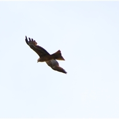 Milvus migrans at Carrathool, NSW - 24 Sep 2024 09:38 AM