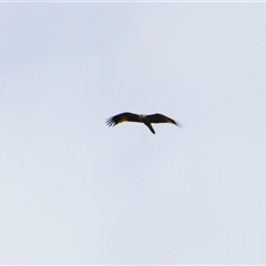 Milvus migrans at Carrathool, NSW - 24 Sep 2024 09:38 AM