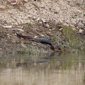 Pseudechis porphyriacus at Carrathool, NSW - 24 Sep 2024