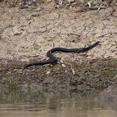 Pseudechis porphyriacus at Carrathool, NSW - 24 Sep 2024