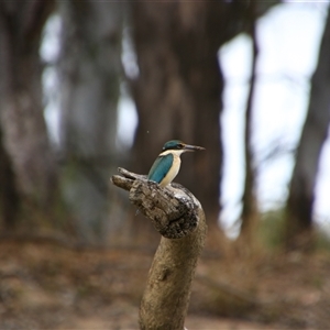 Todiramphus sanctus at Carrathool, NSW - 24 Sep 2024 10:41 AM