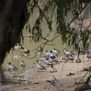 Chenonetta jubata at Carrathool, NSW - 24 Sep 2024