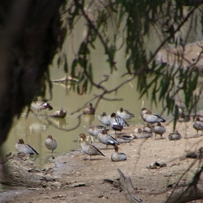 Chenonetta jubata (Australian Wood Duck) at Carrathool, NSW - 24 Sep 2024 by MB