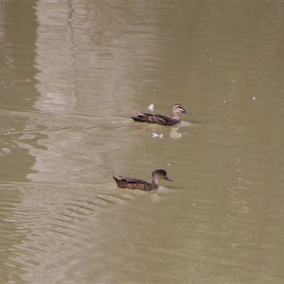 Anas superciliosa (Pacific Black Duck) at Carrathool, NSW - 24 Sep 2024 by MB