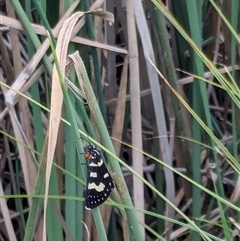 Phalaenoides glycinae (Grapevine Moth) at Franklin, ACT - 15 Feb 2024 by chriselidie