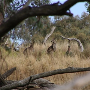 Macropus giganteus at Carrathool, NSW - 24 Sep 2024