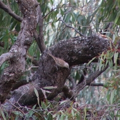 Climacteris picumnus picumnus (Brown Treecreeper) at Carrathool, NSW - 24 Sep 2024 by MB