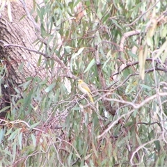 Ptilotula penicillata (White-plumed Honeyeater) at Carrathool, NSW - 24 Sep 2024 by MB