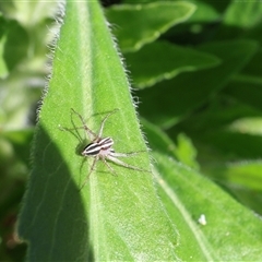 Oxyopes gracilipes (Graceful-legs Lynx Spider) at Lyons, ACT - 27 Sep 2024 by ran452