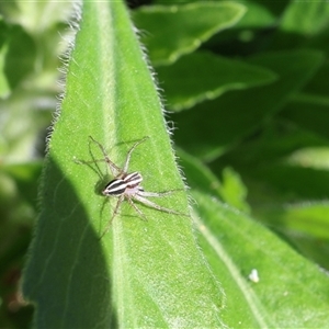 Oxyopes gracilipes at Lyons, ACT - 27 Sep 2024