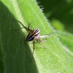 Oxyopes gracilipes at Lyons, ACT - 27 Sep 2024