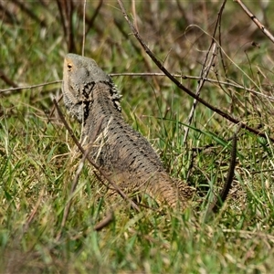 Pogona barbata at Strathnairn, ACT - 27 Sep 2024