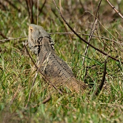 Pogona barbata (Eastern Bearded Dragon) at Strathnairn, ACT - 27 Sep 2024 by Thurstan