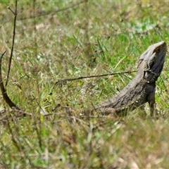 Pogona barbata at Strathnairn, ACT - 27 Sep 2024