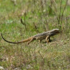 Pogona barbata at Strathnairn, ACT - 27 Sep 2024