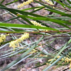 Acacia floribunda (White Sally Wattle, Gossamer Wattle) at Watson, ACT - 27 Sep 2024 by abread111