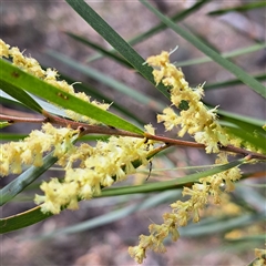 Acacia floribunda at Watson, ACT - 27 Sep 2024 11:52 AM