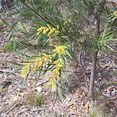 Acacia floribunda at Watson, ACT - 27 Sep 2024 11:52 AM