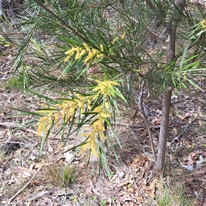 Acacia floribunda at Watson, ACT - 27 Sep 2024