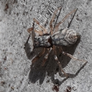 Arasia mollicoma at Hall, ACT - 27 Sep 2024 09:58 AM