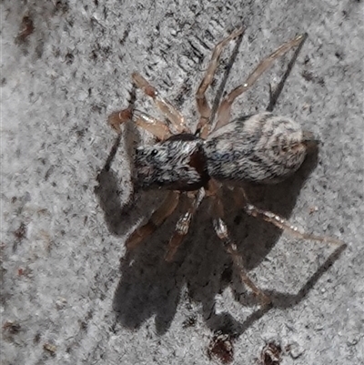 Arasia mollicoma (Flat-white Jumping Spider) at Hall, ACT - 27 Sep 2024 by Anna123