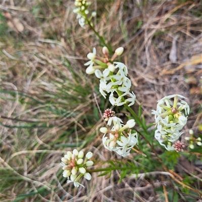 Stackhousia monogyna (Creamy Candles) at Watson, ACT - 27 Sep 2024 by abread111