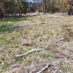 Stackhousia monogyna at Watson, ACT - 27 Sep 2024