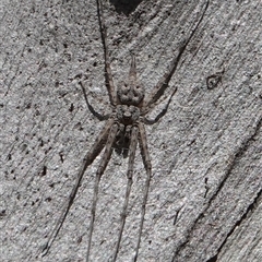 Tamopsis sp. (genus) (Two-tailed spider) at Hall, ACT - 27 Sep 2024 by Anna123