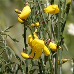 Cytisus scoparius subsp. scoparius (Scotch Broom, Broom, English Broom) at Hall, ACT - 23 Sep 2024 by strigo